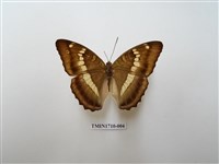 藏品(窄帶綠蛺蝶)的圖片